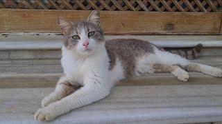 Street cats with very cute and wonderful facial features.