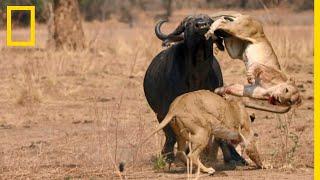 Les buffles : proies tueuses de lions