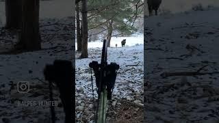 SANGLIER À L’ARC #hunting #chasseur #chasse #montagne #gibier #wildboar #arc #sanglier #jabalí