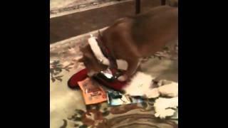 Dog opening stocking on Christmas day