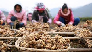 Japan Ginger Cultivation - Ginger Farming and Harvesting - Japan Agriculture Techonolgy