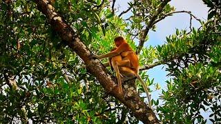 Borneo's Wildlife - Boat Trip. Brunei Darussalam