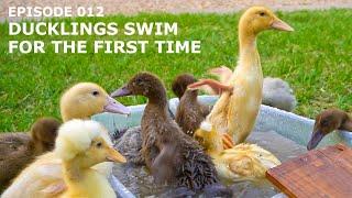 Ducklings Swim For the First Time | EP 012