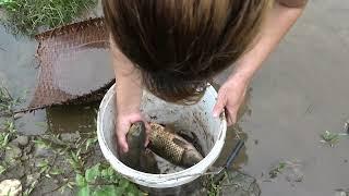 Girl catch big fish in the dense grass, Catch many fish, Survival fishing