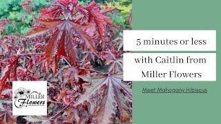 5 Minutes or Less with Caitlin from Miller Flowers: Mahogany Splendor Hibiscus