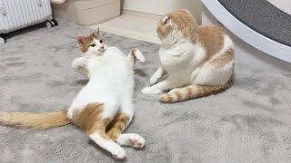 自分をいつまでも子猫だと思ってる猫に絡まれた先輩がまさかのこうなっちゃいました…