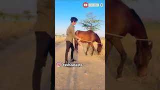 tushar silawat with donkey #shorts