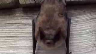 Little Brown Bat stretches and yawns before taking a nap.