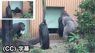 閉じ込められたチビゴリラを心配する父と母。キンタロウ｜ 京都市動物園