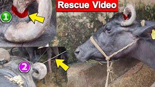 Buffalo Horns Curl into its Head | CUT HORNS | Rescue Video | Freak of Nature