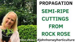 HOW TO TAKE SEMI-RIPE CUTTINGS FROM CISTUS - PROPAGATING ROCK ROSE