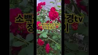 #임영웅#kpop#video#바차타#dance#tiktok#누나사랑해#장미#사교댄스#장윤정#유튜브#색소폰연주#길거리밥장사#왈츠#댄스#유트브#유머#소백산여우tv#정통사교#댄스#복권