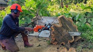 Amazing beauty.. cut down the oldest teak tree in the garden - stihl ms 881