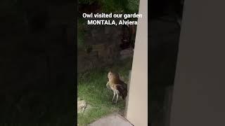 Alviera, MONTALA, our village Owl