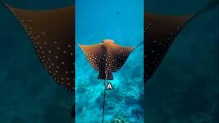 The Majestic Spotted Eagle Ray #SpottedEagleRay #OceanLife