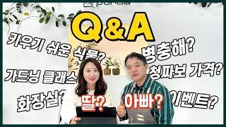 푸르다에게 물어보살! 식물 추천부터, 화분 차이 등  모든 질문 다 모아 준비한 Q&A 1편!