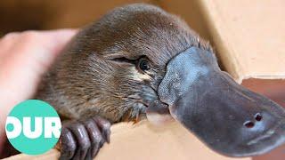 Finding The Elusive Australian Platypus | Extraordinary Animals | Our World