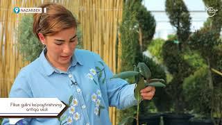 Фикус гулини кўпайтиришнинг антиқа усули Ficus