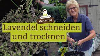 Lavendel schneiden und für Duftsäckchen trocknen