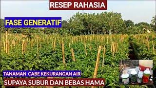 RAHASIA RESEP PUPUK TANAMAN CABE!! SUPAYA TIDAK RONTOK