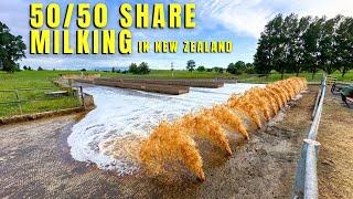 Milking 400 Dairy Cows In The North Island Of New Zealand