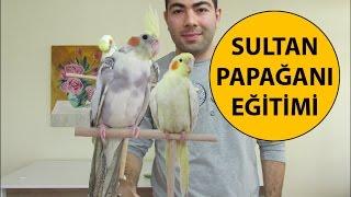 Sultan Papağanı Eğitimi 1. Bölüm