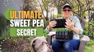 The "COOL" SECRET to Growing Strong, Stocky, Naturally Branching Sweet Pea Seedlings!!!