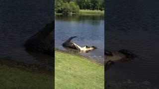 Gator fight in North Carolina