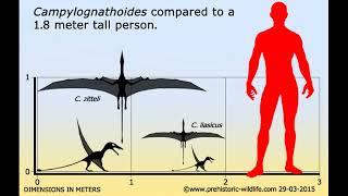 Campylognathoides