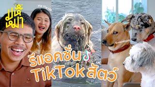 รีแอ๊ค TikTok สัตว์ จากทั่วโลก - มหึหมา EP147