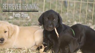 The Puppy Stage With Brookstone Kennels Performance Gundogs - Hunting Dog Training