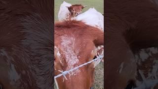 Why a Cow is Florida Realtor's Favorite Part of Hosting Open House in the Country #youtubeshorts