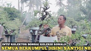 KOLEKTOR BONSAI SANTIGI NUSABARONG JEMBER!! FULL SEMUA MEWAH DAN ISTIMEWA