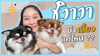 ชิวาวา น่าเลี้ยงแค่ไหน & เรื่องที่ต้องระวังในชิวาวามีอะไรบ้าง ?? (EP.24)