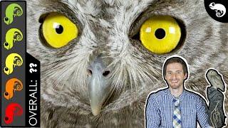 Owl, The Best Pet Reptile?