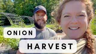 Big Onions & tiny babies | Garden Harvest 