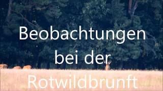 Rotwildbrunft 2018 Teil 3