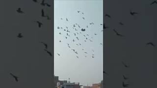 what is pigeon food  #kadutar#pigeon#short#shorts #shortsfeed #ytshorts