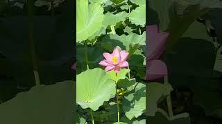 生如夏莲🪷#北京紫竹院公园