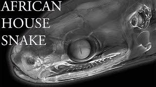 *REAL* Snake brain anatomy 3D - African House Snake BRAIN (Boaedon fuliginosus)  *4K*