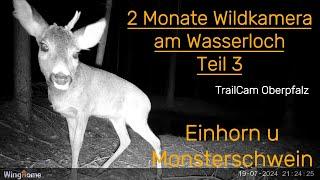 Teil 3, 2 Monate am Wasserloch mit der Wildkamera, Trail Cam