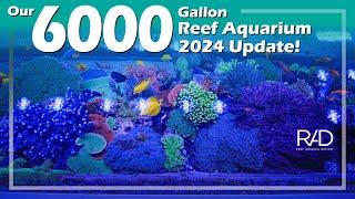 OUR 6000 GALLON REEF AQUARIUM. DESIGNED, INSTALLED & MAINTAINED BY REEF AQUARIA DESIGN. 2024 UPDATE