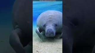 This sea animal walking style is very different | #viral #facts #treandingvidoes #shorts