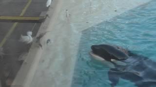 Orca Uses Bait To Hunt Bird