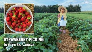 STRAWBERRY PICKING IN CANADA | Stevens Strawberries in Westaskiwin, Alberta | Our Visit