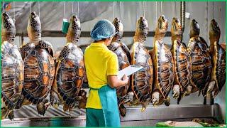 Turtle Farms - How Farmers Raise and Process Millions of Softshell Turtles  -  Processing Factory