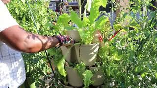 Reencle Composter Compost   In the Garden