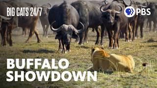 A Herd of Buffalo Force the Pride Into Deep Water | Big Cats 24/7 | PBS