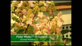 Proven Winners® Gardener Channel: Proven Winners® Pinky Winky™ Hydrangea