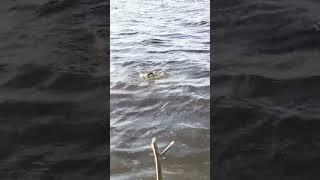 САМЫЙ ЛУЧШИЙ МОМЕНТ С РЫБАЛКИ НА УДОЧКУ НА ПОДЛЕЩИКА 